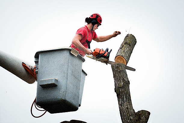 Best Tree Planting  in USA